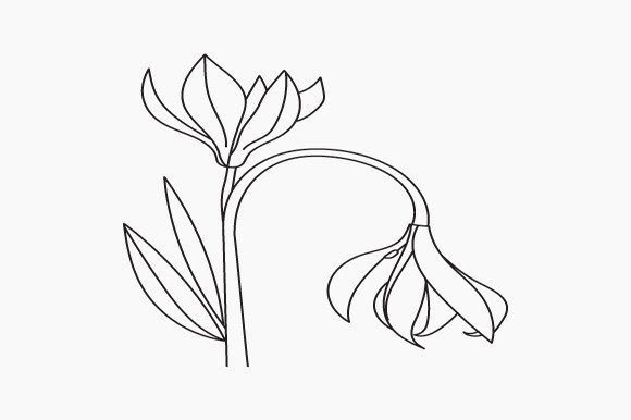 Flowers Coloring Page: Line Art Graphics & Illustrations