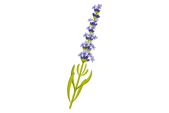 Lavender Herb Graphics & Illustrations Review