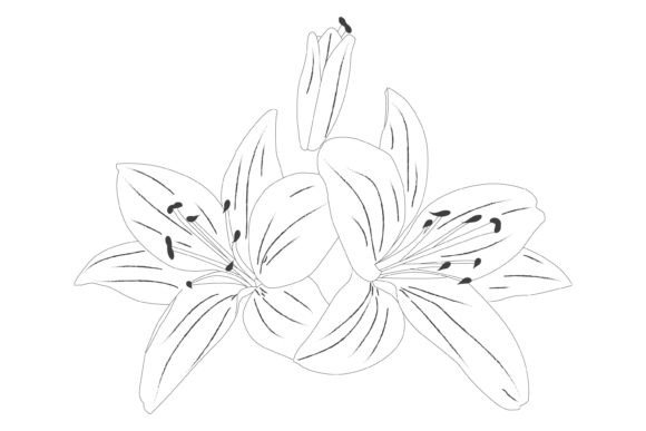 Lily Flowers Vector Illustrations: Premium Graphics & Freebies