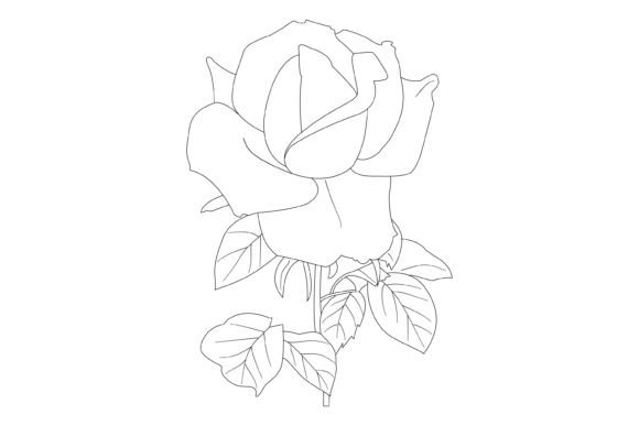 Roses and Leaves Vector Illustration for Graphics and Freebies